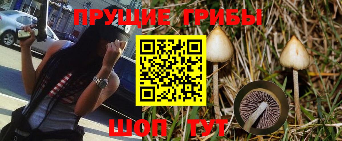 Фурманов  Псилоцибиновые грибы Psilocybe  Вход с VPN 